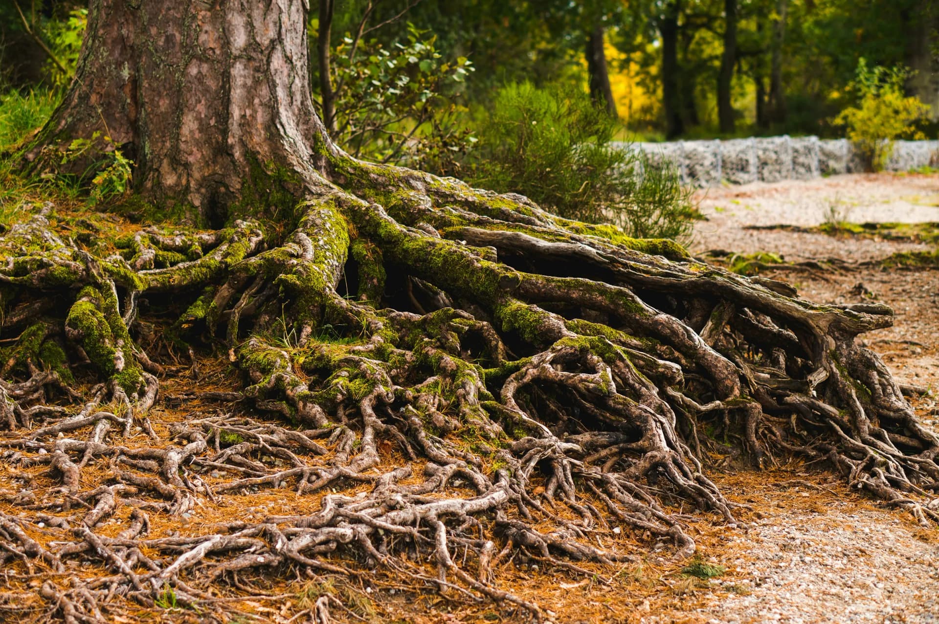 Exposed tree roots covered in green moss, a metaphor for understanding what lies beneath the surface